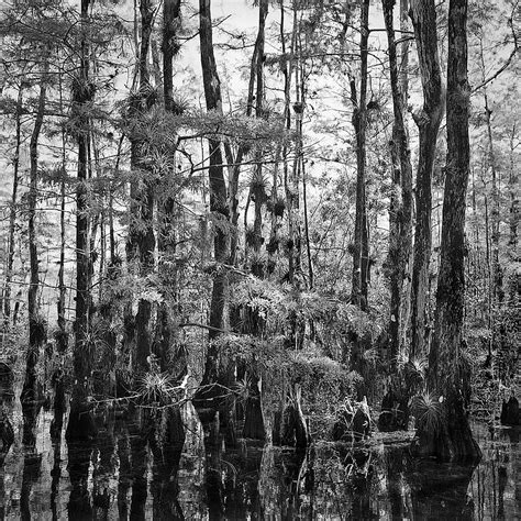 Big Cypress Swamp 1 Photograph By Rudy Umans Fine Art America