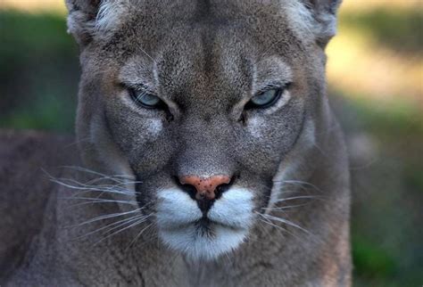 38 best images about cougars on pinterest college of charleston strength and sand sculptures