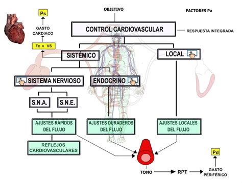 RegulaciÓn Cardiovascular Webfisio