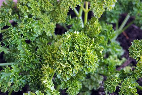 How To Grow Parsley In Containers Gardeners Path