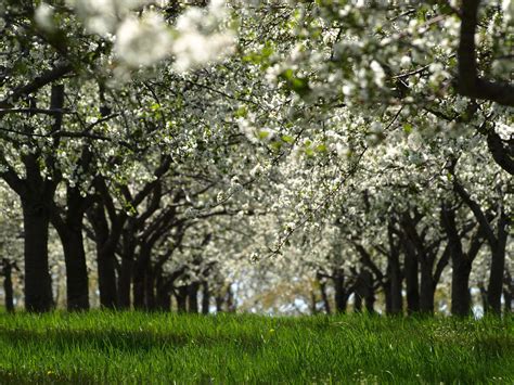 Cherry Blossoms In Traverse City Michigan By Joe Macquarrie Traverse