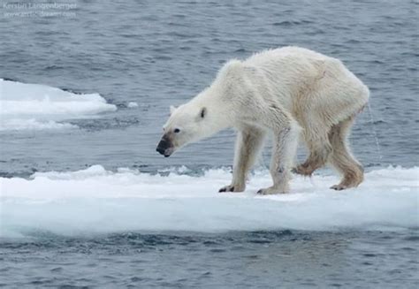 This Horribly Thin Polar Bear May Show The Dangers Of Climate Change