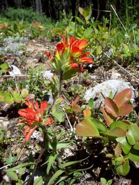Facts Legend And Lore About The Indian Paintbrush Owlcation