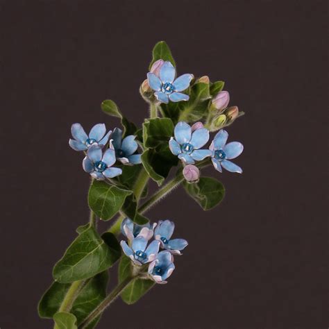 Oxypetalum Coeruleum Flowersense