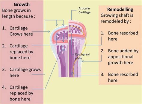 Bone Development And Growth Intechopen