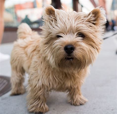 There were 128 norwich puppies registered at the kennel club in 2019 (latest figures available). thedogist: "Boris, Norwich Terrier (4 y/o), Lafayette ...