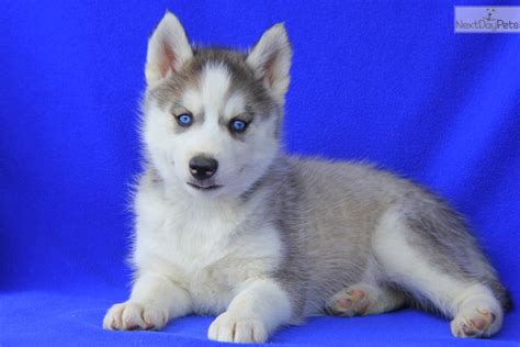 Where to get a puppy. Jewel: Siberian Husky puppy for sale near Lancaster ...