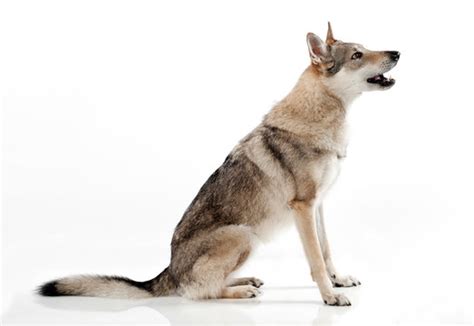 Wolf Sitting Images Browse 24016 Stock Photos Vectors And Video