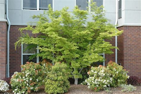 Pin On Gardening With Deciduous Trees And Shrubs