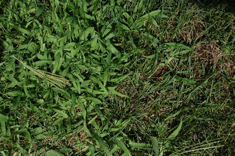 Is Crabgrass Taking Over Your Lawn Crabgrass Vs Fescue
