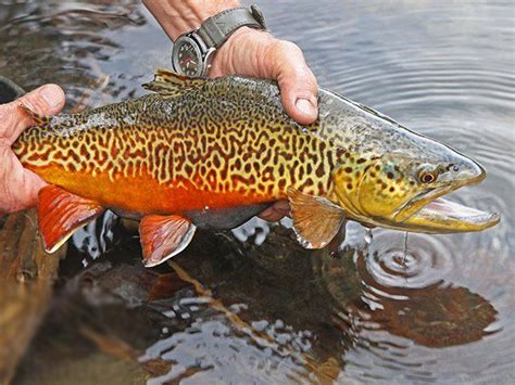 Tiger Trout Fishing Tips All You Need To Know To Catch Them