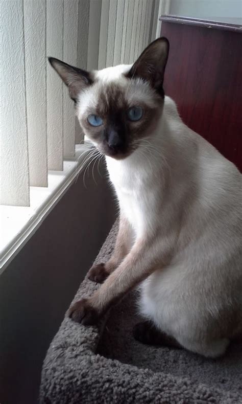 Siamese in all 4 colors seal/chocolate/blue/lilac. Siamese Cats Blue Point Seal point apple head siamese - in ...