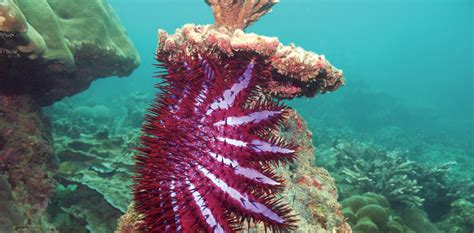 Organisms Under The Sea — Meet The Crown Of Thorns Starfish