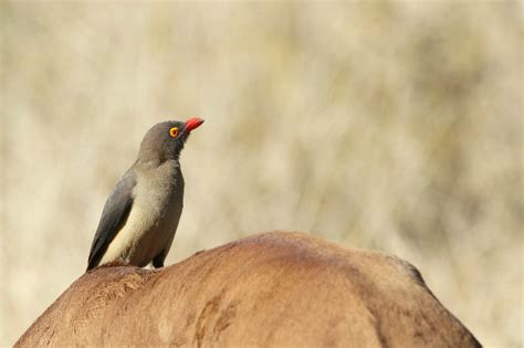 Oxpecker Red Billed Fascinating Africa
