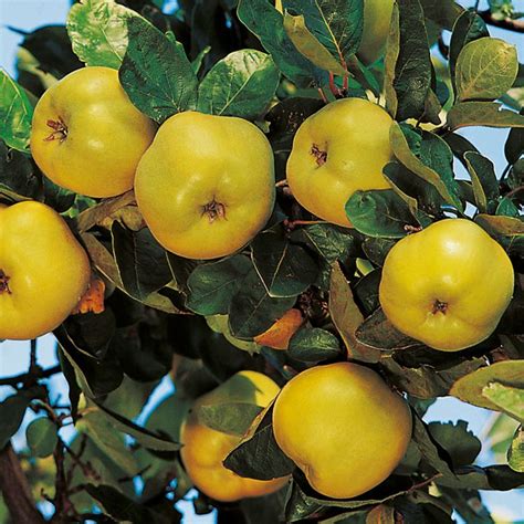 Maybe you would like to learn more about one of these? Quinces, Mulberry & Medlar Growing Guide - Suttons ...