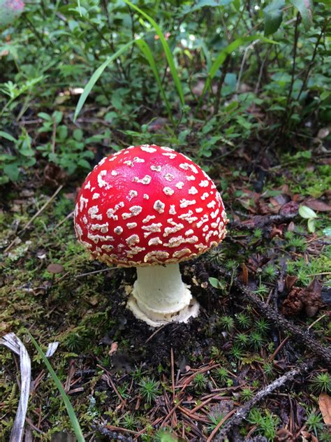 A Beautiful Mushroom I Found Hiking Near Durango Colorado Rmycology