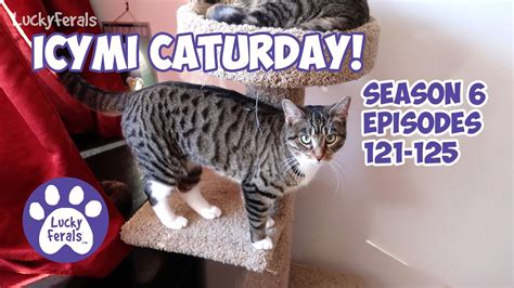 Icymi Caturday Lucky Ferals S6 Episodes 121 125 Cat Videos