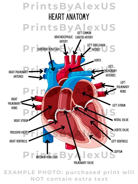 Heart Anatomy Diagram Human Anatomy Anatomy Study Tool Heart Print