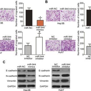 Mir Inhibits The Proliferation And Clone Formation And Induces