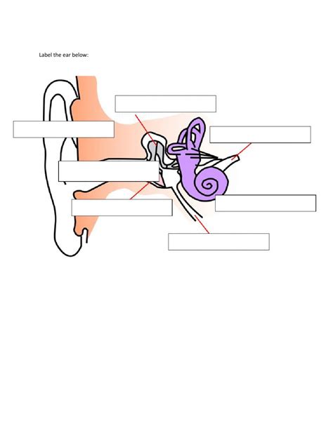 Https://tommynaija.com/worksheet/parts Of Ear Worksheet