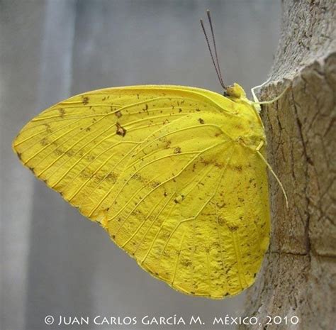 Mariposa Azufre Mariposas Diurnas Del Istmo De Tehuantepec