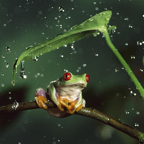 Frogs Wallpapers Wallpaper Cave
