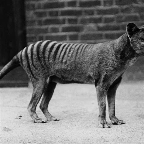 Extinct Animals Found Alive 2018