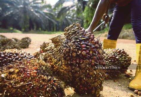Global palm oil supply has been witnessing a steady growth of 4.3 percent cagr during palm oil prices and contract structures are fixed by malaysian suppliers using mpob crude palm oil futures and adding the basis and freight costs. Oil palm plantation in Kuala Koh complies with chemical ...