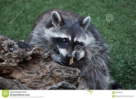 Raccoon Procyon Lotor Stock Photo Image Of Raccoons 87269440