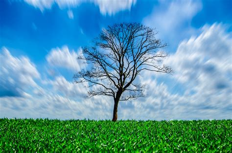 Tree And Sky Free Stock Photo Public Domain Pictures