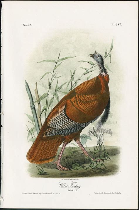 audubon birds america wild turkey pl287 from best 50 prints from audubon birds of america