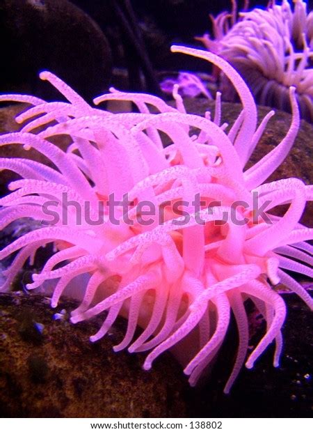 Pink Sea Anemone Stock Photo Edit Now 138802