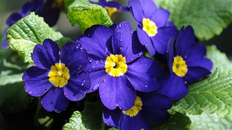 We did not find results for: It's not too early to plant trees, shrubs and perennials ...
