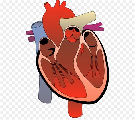 Wiring Diagram Heart Drawing Clip Art Creative Human Heart Png