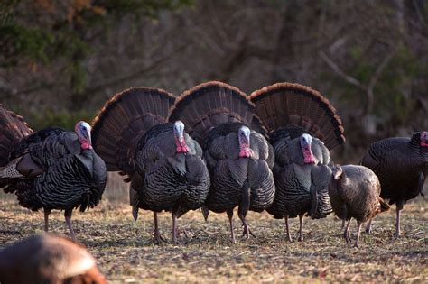 The great collection of free wild turkey wallpaper for desktop, laptop and mobiles. 46+ Wild Turkey Wallpapers and Screensavers on ...