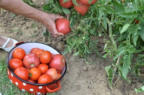 My Tomato Fertilizer Recipe Perfected Over 30 Years Tomato Plant Food