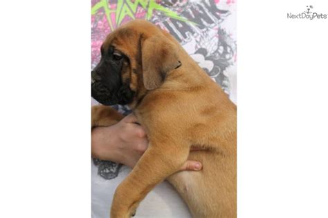 Meet Big Red A Cute Mastiff Puppy For Sale For 900 Akc English