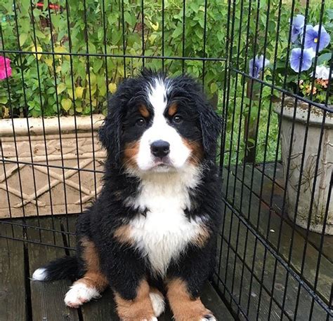 49 Bernese Mountain Dog Puppies Pittsburgh Image Bleumoonproductions