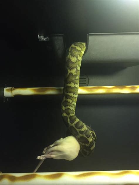 Like and subscribe for more. DIY Arboreal snake hides - sSNAKESs : Reptile Forum | Snake hides, Diy reptile, Snake tank