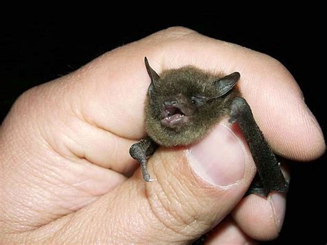 Free Picture Indiana Bat Animal Hand Mammal