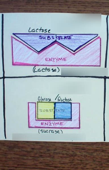 Hydrolysis And Dehydration Synthesis Step 2 Diagram Quizlet