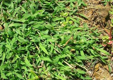 Southern Crabgrass Digitaria Ciliaris Weed Profile Weed Identification