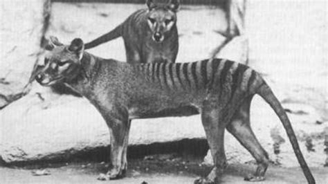 Tasmanian Tiger Spotted Years After Extinction Australian Officials