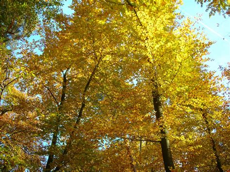 Free Images Tree Branch Sunlight Leaf Golden Yellow Season