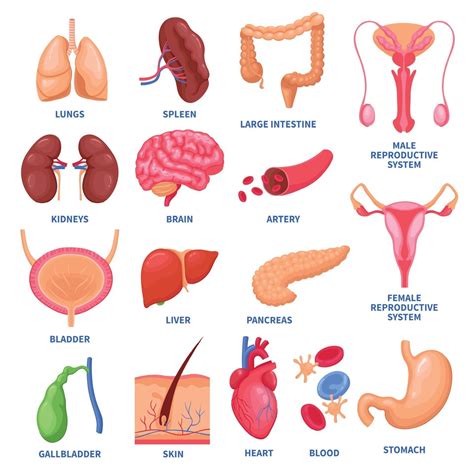 Imagens Dos Orgãos Do Corpo Humano