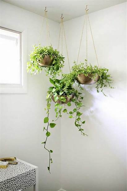Plants Indoor Hanging Reference Guide