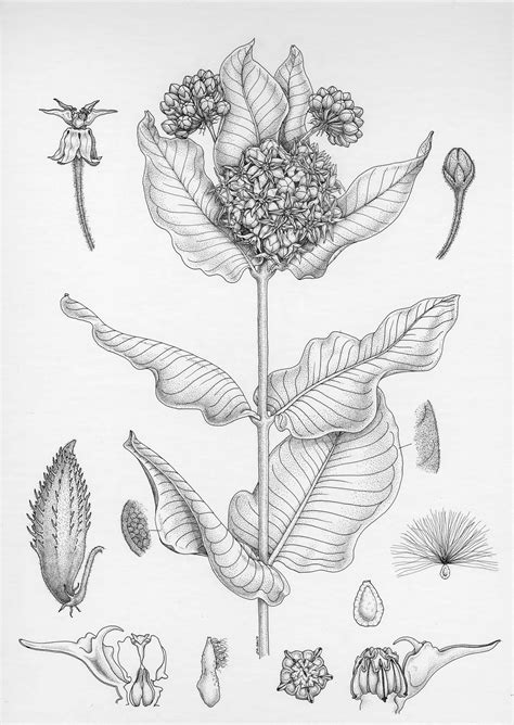 Botanical Illustration Botanical Drawings Flower Art Drawing