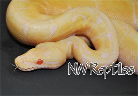 Northwest Reptiles Spider Albino Ball Python Description And Photos Ball Python Breeder