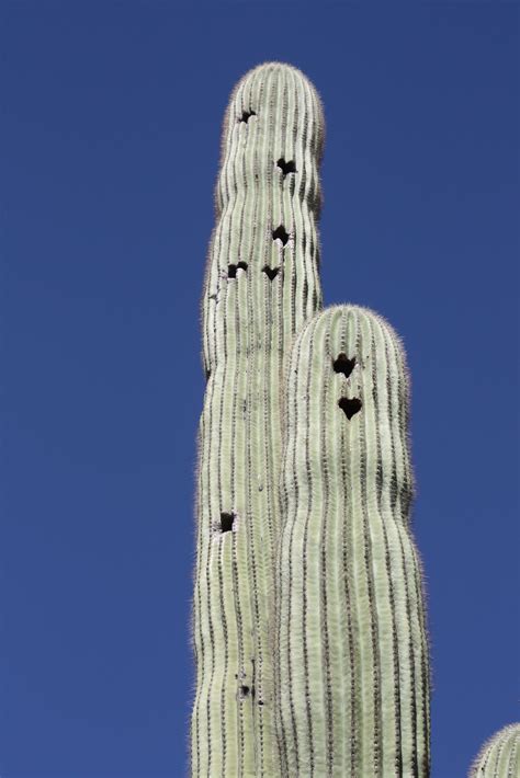 They will migrate mainly into mexico during the winter months. Poetry for Kids Joy: Who Lives Here?