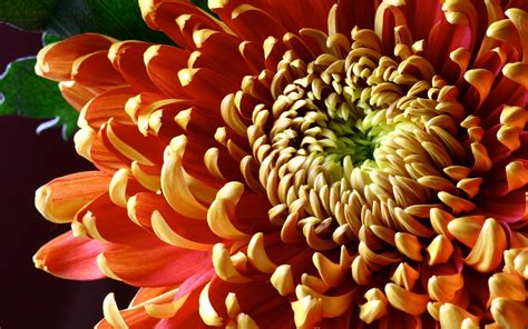 1920x1200 Flower Chrysanthemum Petals Shade Color Wallpaper